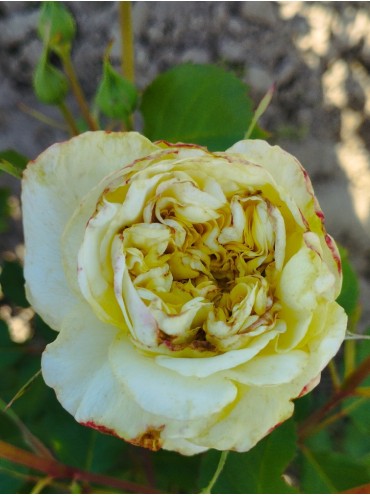 роза шраб Штернталер