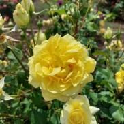 роза шраб Sterntaler