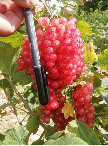 Порічка рожева Любава, зкс