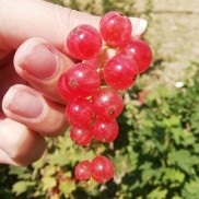Порічка рожева Любава, трирічна зкс
