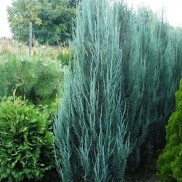 Ялівець скельний Blue Arrow, трирічка