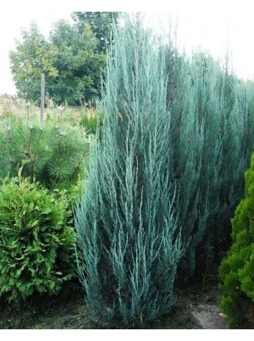 Ялівець скельний Blue Arrow, трирічка