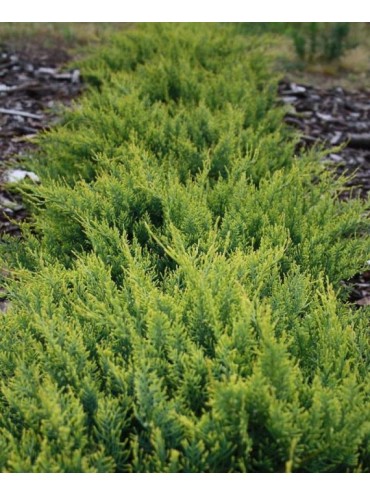 Ялівець Голден Спрінг