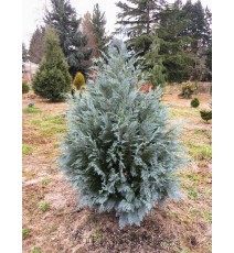 Кипарисовик лавсона Pembury Blue, дворічка