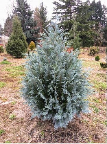 Кипарисовик лавсона 'Pembury Blue'