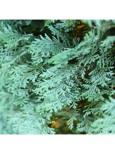 Кипарисовик лавсона 'Pembury Blue'