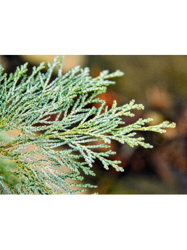 Кипарисовик лавсона 'Pembury Blue'