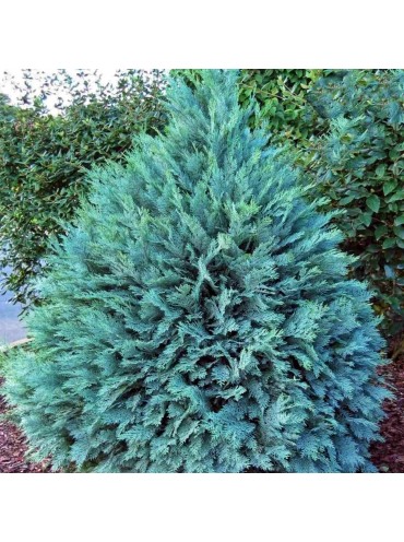 Кипарисовик лавсона 'Pembury Blue'