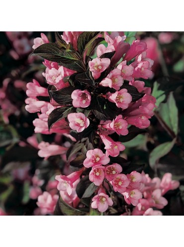 Вейгела Foliis Purpureis, трирічна
