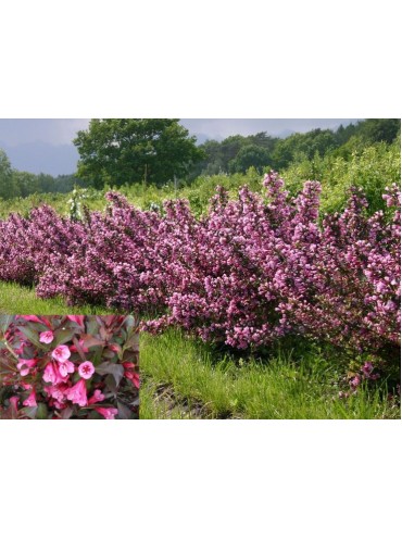 Вейгела Foliis Purpureis, трирічна