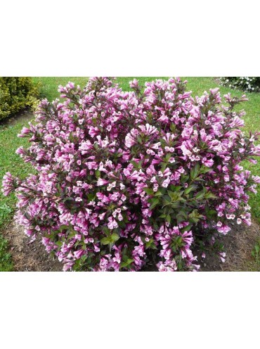 Вейгела Nana Purpurea, трирічка