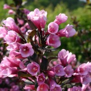Вейгела Nana Purpurea, трирічка