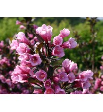 Вейгела Nana Purpurea, трирічка