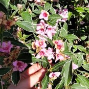 Вейгела Nana Variegata, трирічка