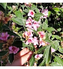 Вейгела Nana Variegata, трирічка