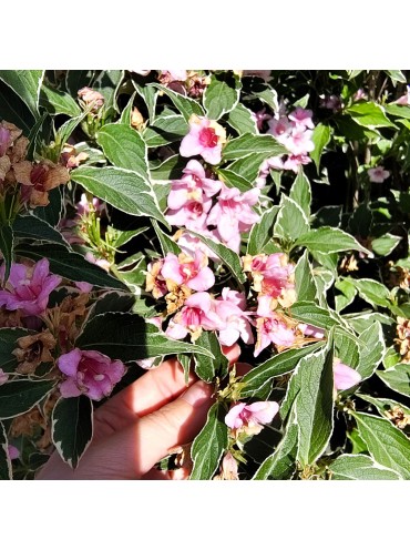 Вейгела Nana Variegata, трирічка