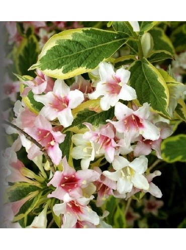 Вейгела Nana Variegata, трирічка