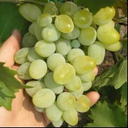 виноград Богатяновський, вкс