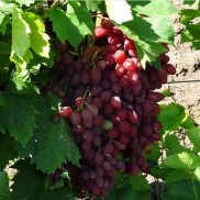 виноград кишмиш Променистий, вкс