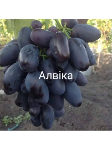 Саджанці винограду Алвіка