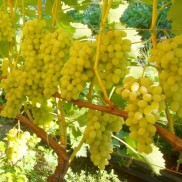 виноград Августін, вкс