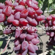 виноград Дубовський рожевий, вкс