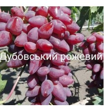 виноград Дубовський рожевий, вкс