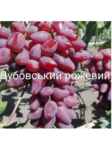 Саджанці винограду Дубовський