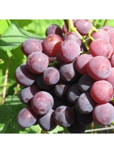 Саджанці винограду Рошфор