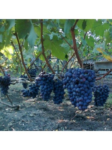Саджанці винограду Юлія