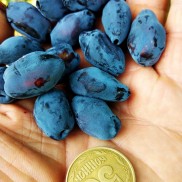 жимолость Блю Треже, дворічна жимолость Блю Треже, дворічна