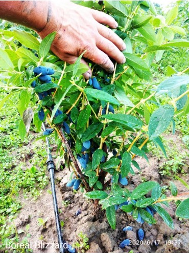 жимолость Бореал Бліззард, однорічна