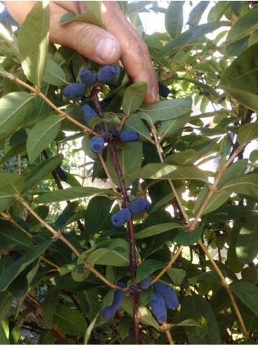 Жимолость Сільгінка, однорічна