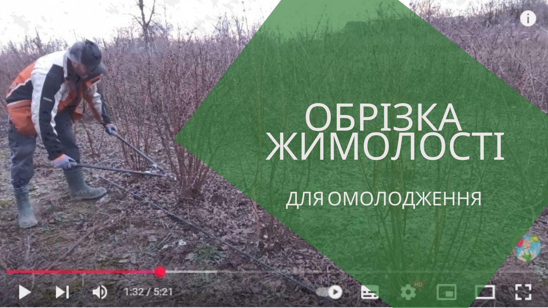 Омолодження 6-річних кущів жимолості