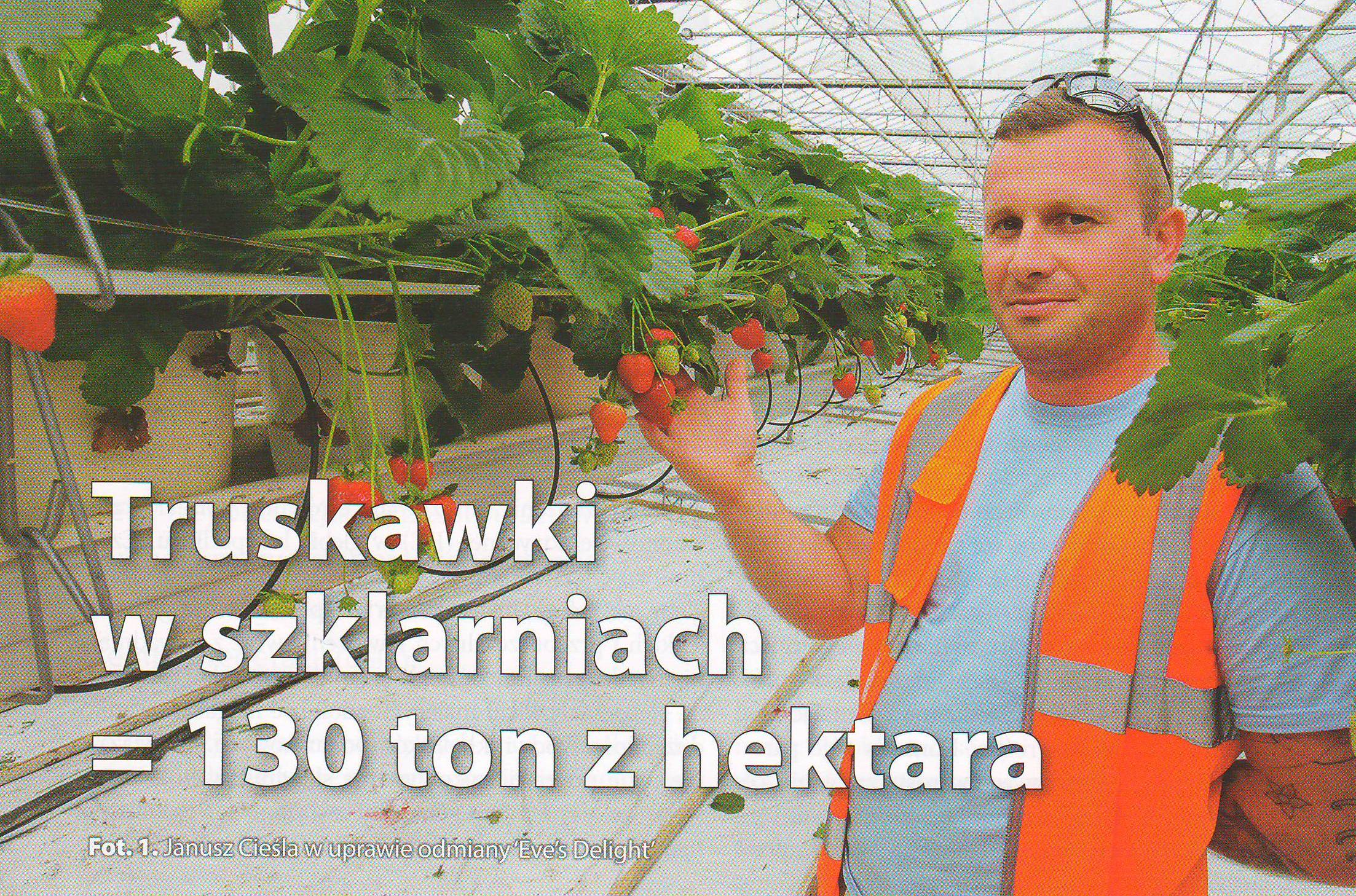 Суниця в теплицях = 130 т/га
